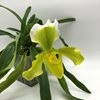 paphiopedilum insigne f